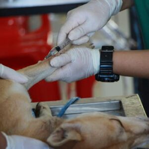 TÉCNICO EM VETERINÁRIA