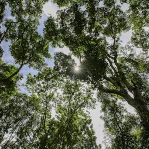 Doutorado em Ciências Ambientais